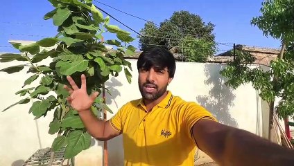 Layla Majnu Nay Purani Yady Taza Kr Di