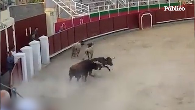 Las imágenes de sadismo y barbarie en las fiestas de Barbastro en un cruel acto taurino con niños de espectadores