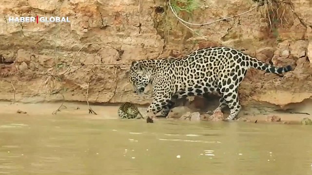 Vahşi doğada nefes kesen mücadele! Jaguarla anakonda yılanı karşı karşıya... O anlar viral oldu