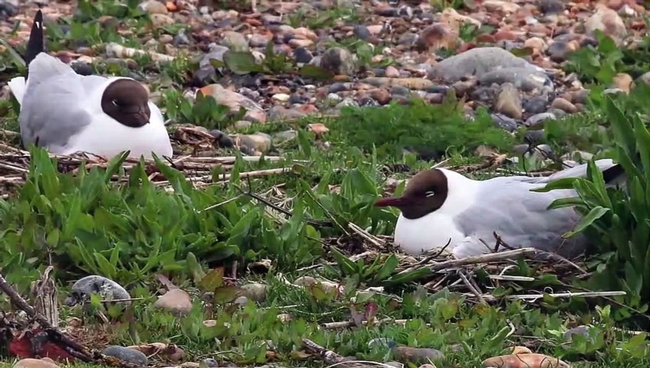 Canto de la Gaviota Reidora