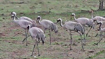 Canto de la Grulla Común
