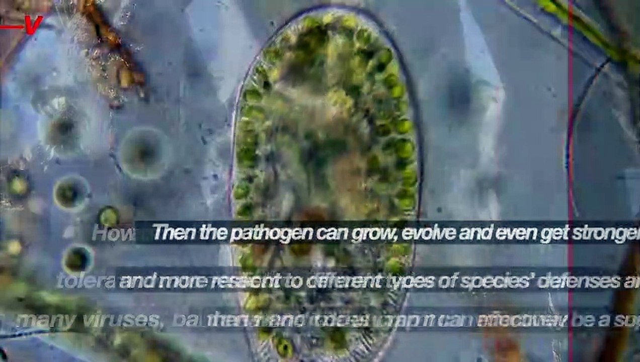 Here’s How the Next Pandemic Could Happen and How We Could Avoid It