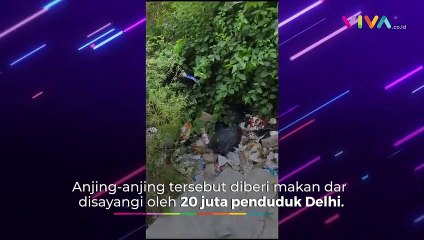 India Ringkus Ratusan Anjing Liar Jelang KTT G20