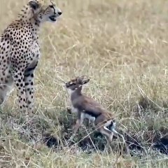 Cheetah trying to eat baby calf alive