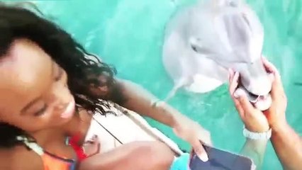 Il delfino ripesca l’iPhone caduto in acqua