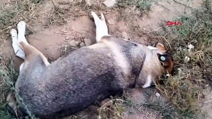 Aydın'da 11 Köpeğin Ölü Bulunmasıyla İlgili İnceleme Başlatıldı