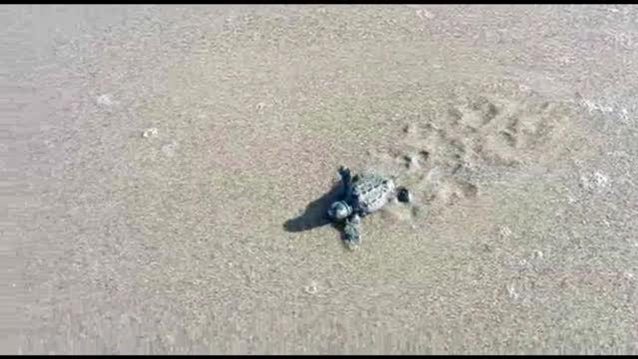 Orbetello, la corsa delle tartarughe (appena nate) verso il mare