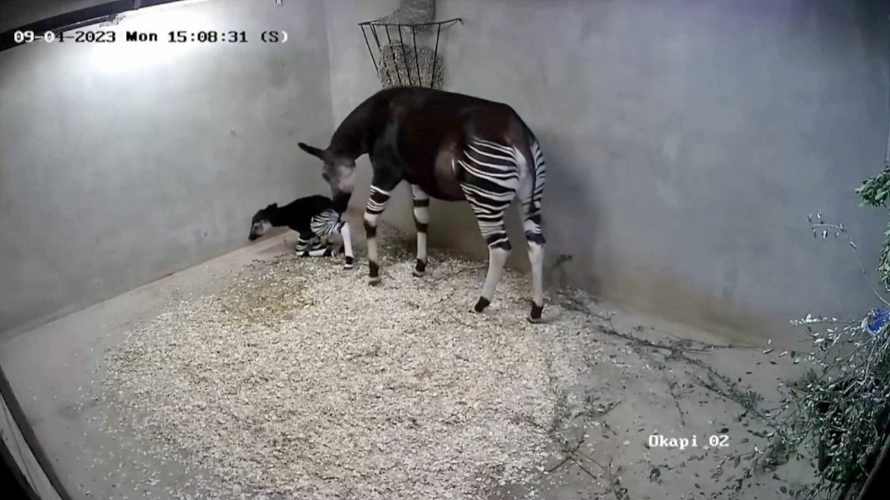 Watch a Baby Okapi Take His First Steps With Mom