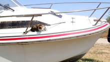 Curious Cat Climbs on a Boat (1)