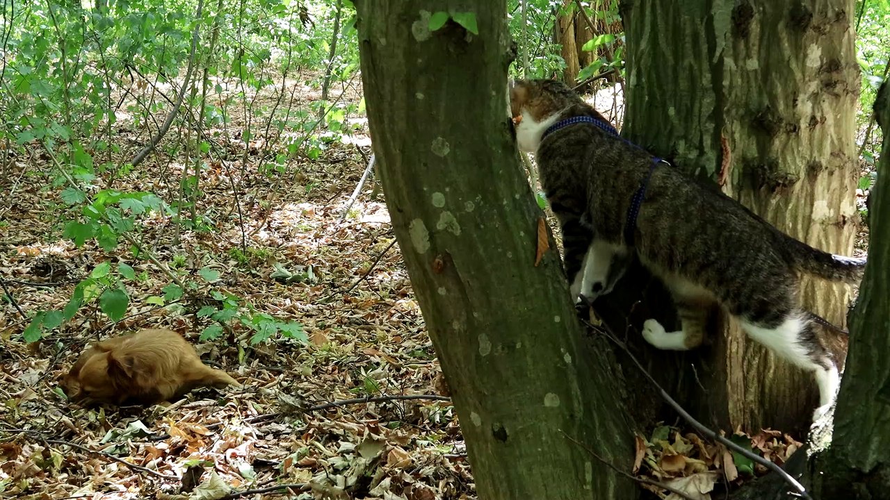 Funny Cat Watches a Puppy