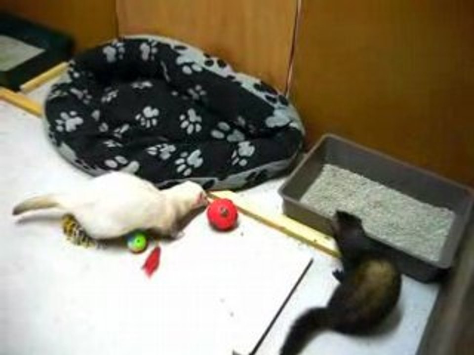 Panda et la balle distributrice de friandises