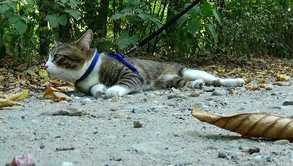 Tired Travelling Cat Takes a Break (1)