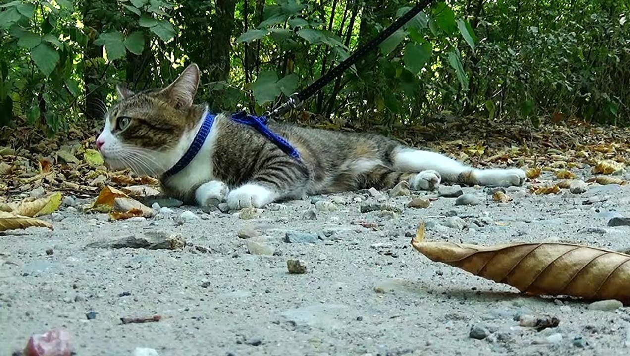 Tired Travelling Cat Takes a Break (1)