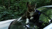 Naughty Cat Has Climbed on the Car  (5)