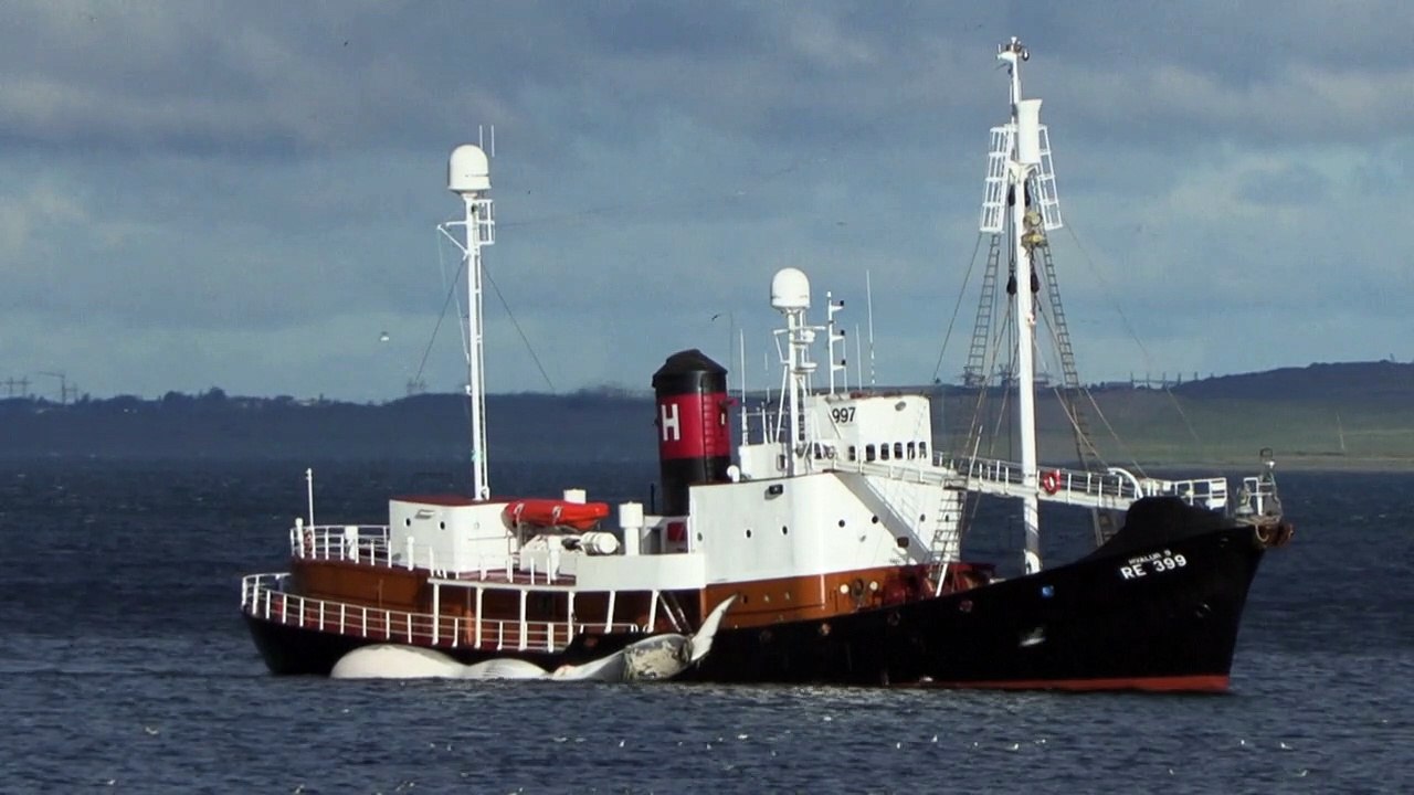 Islands Walfänger erlegen die ersten Finnwale der Saison