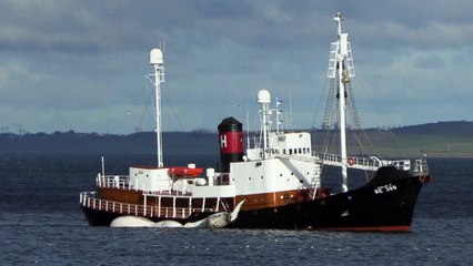 Islands Walfänger erlegen die ersten Finnwale der Saison