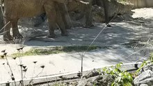 Zoo Viena