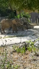 Zoo Viena