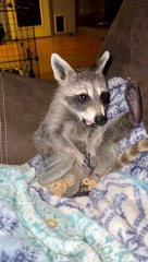 Little Raccoon Enjoys a Bedtime Snack