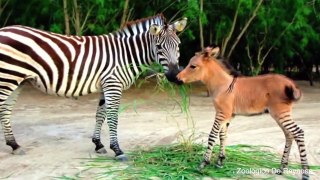 Meet Zonkey, Mexico’s Beloved Zonkey Rare Zebra: A Miracle of Nature!