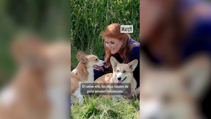 Un après la mort de la reine Elizabeth, que deviennent ses derniers corgis ?