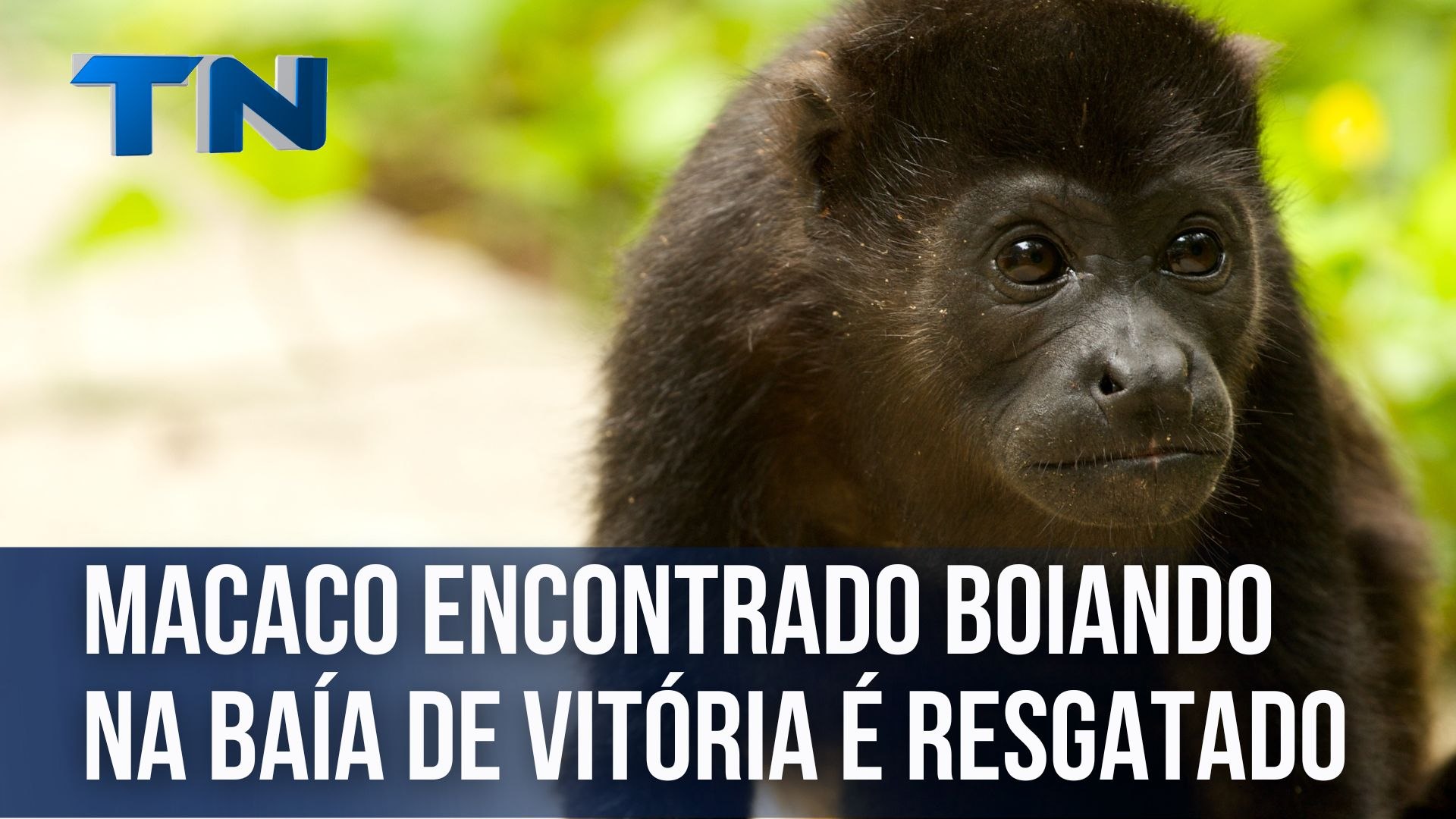 Macaco encontrado boiando na baía de Vitória é resgatado