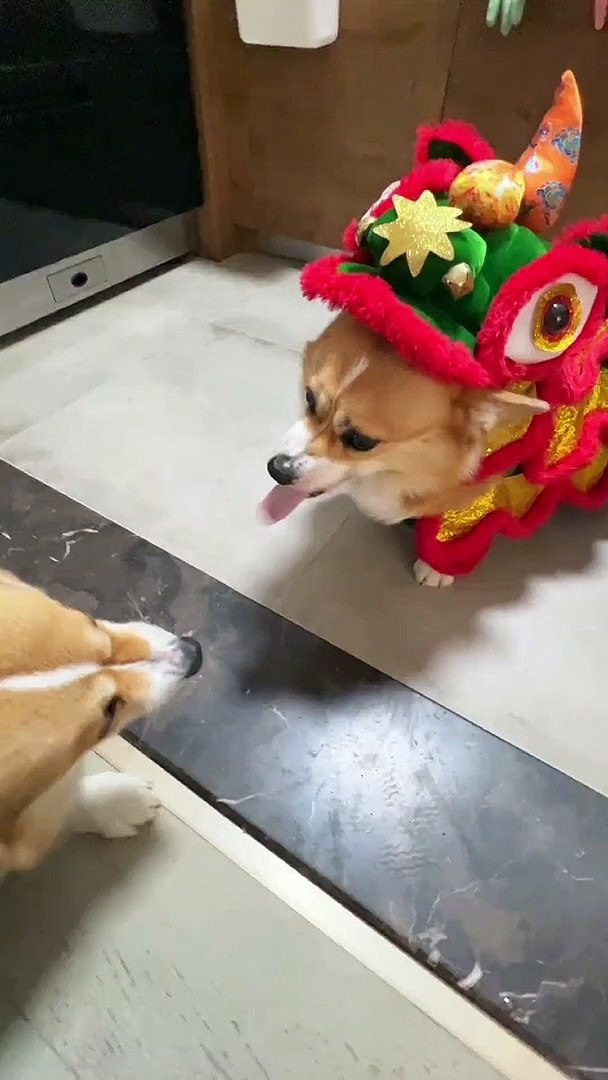 ⁣Dogs Funny Fighting Each Other | Dogs Funny Moments | Animals Funny Moments