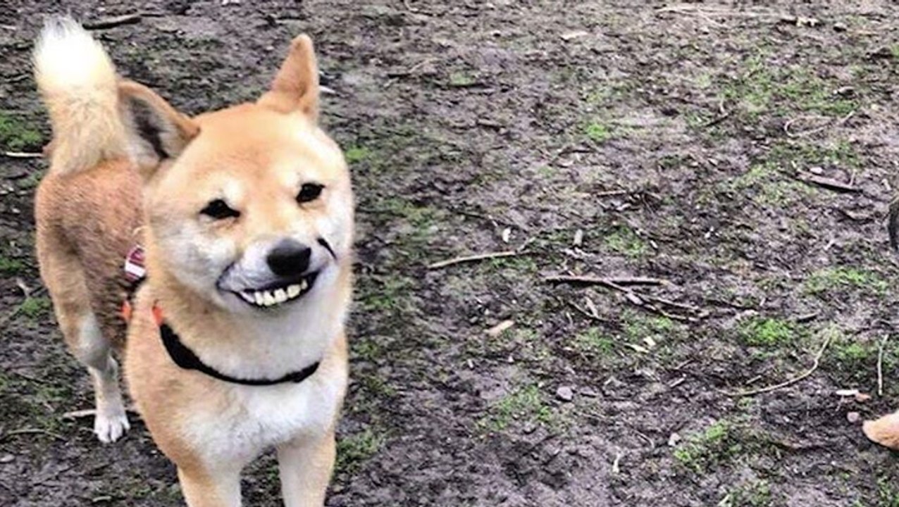 FaceApp Transforms Your Face