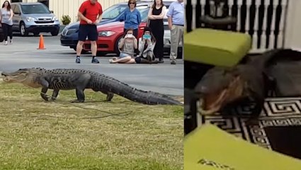 Gator Intruder Wakes Up Family