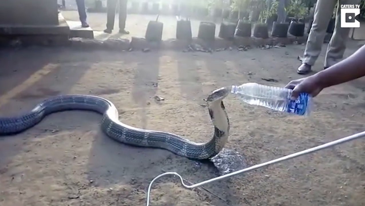 Huge Cobra Casually Drinks From Water Bottle