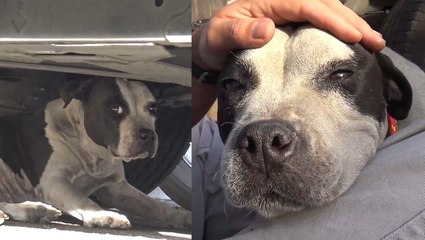 Stray Pitbull Kisses Rescuer