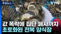 전복 소비 감소, 값 폭락에 집단 폐사까지...어민 한숨 / YTN