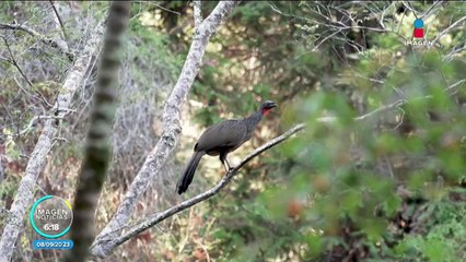 Uno de los cafés más caros del mundo es hecho con excremento de un ave