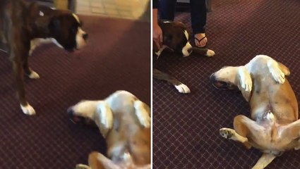 Dog Plays Dead and Terrifies Other Dog