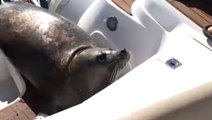 Seal Climbs On Boat To Escape Killer Whales