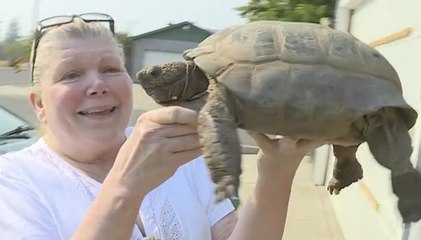 100-Year-Old Tortoise Runs Away For Sex