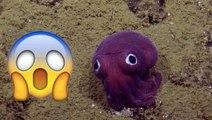 Googly-Eyed Squid Freaks Out Scientists