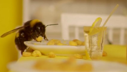 Wes Anderson Themed Hotel For Bees?