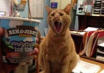 Why You Shouldn’t Feed Ice cream To Your Cat