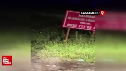 Kastamonu'da karayoluna inen ayılar