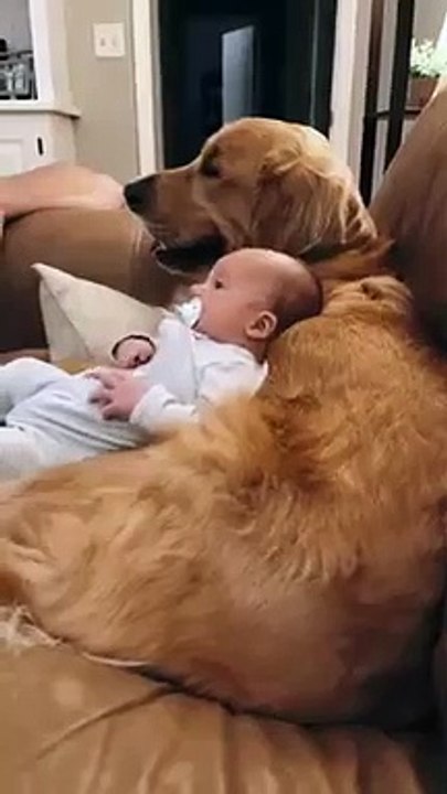 Golden Retriever and Babies are Best Friends   PETASTIC