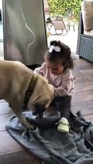 Tug-of-War Match Between Toddler vs Dog   PETASTIC