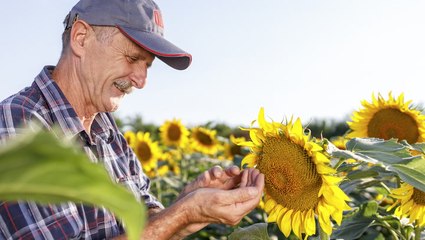 When and How to Harvest Sunflower Seeds for Eating