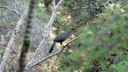 Café brasileiro luxuoso é extraído de excrementos do pássaro jacu