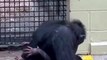 Veja reencontro emocionante entre mamãe chimpanzé e filho que estava em tratamento