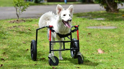 Dino: la inspiradora historia de un perrito sin patas