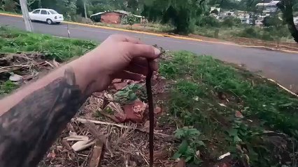 Cobra é encontrada em bairro de Apucarana
