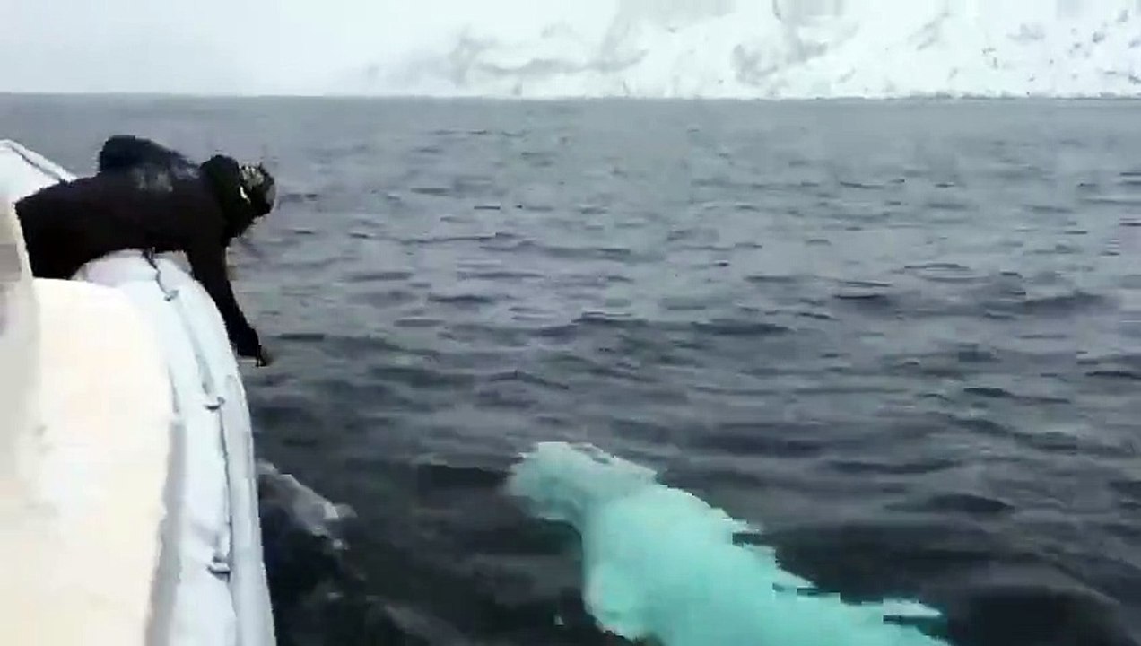 This man is playing fetch with a Beluga Whale. This is INCREDIBLE.