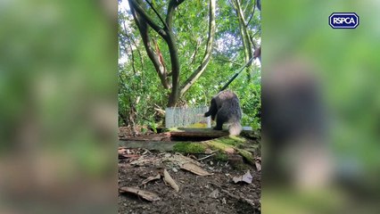 RSPCA rescue badger from manhole in Frensham