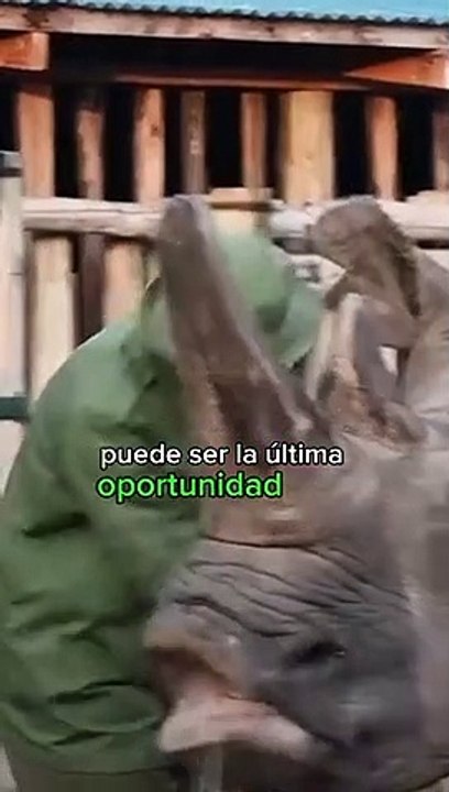 Apenas restan 2 rinocerontes blancos en el mundo